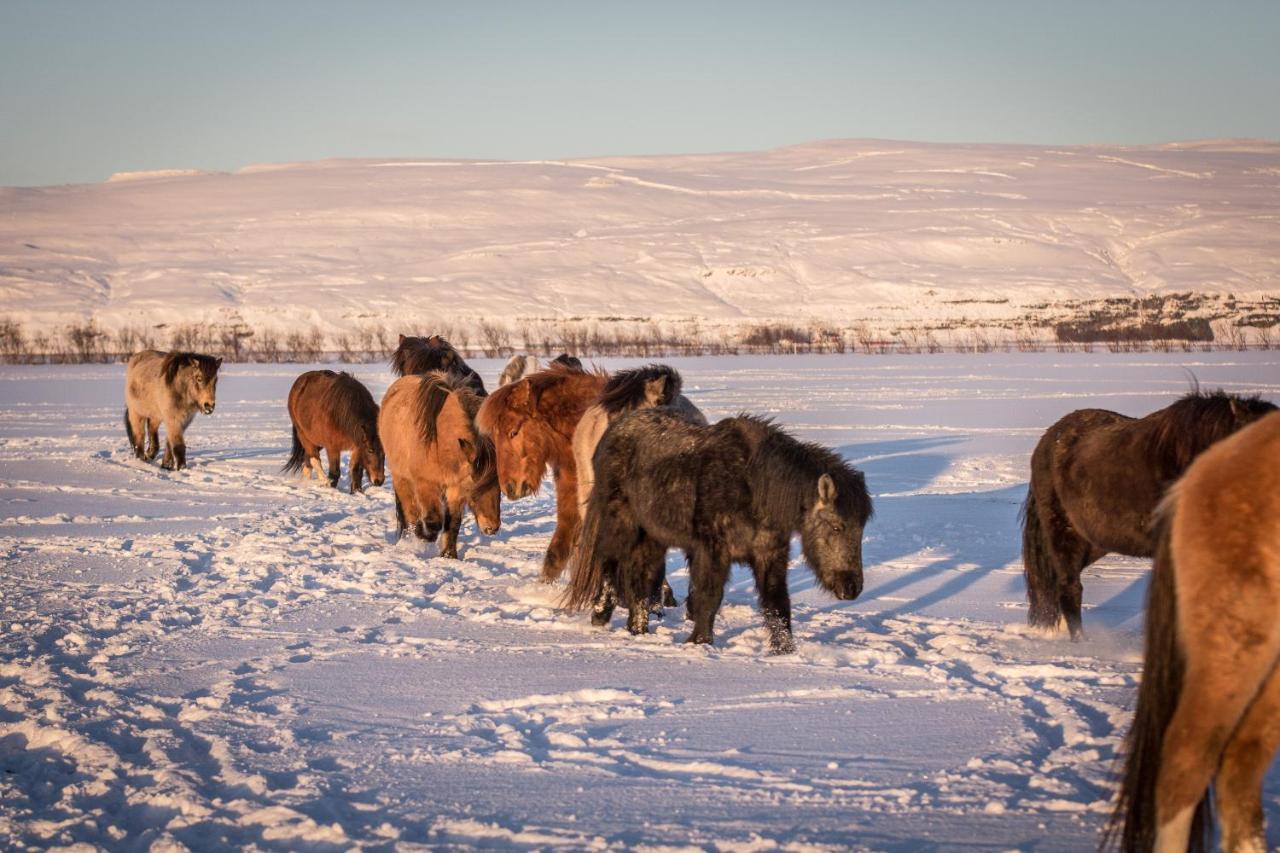 Rauðuskriður farm Holmabaeir Exteriör bild