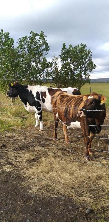 Rauðuskriður farm Holmabaeir Exteriör bild