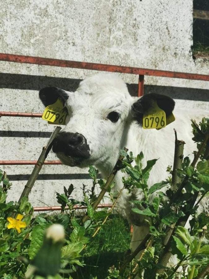 Rauðuskriður farm Holmabaeir Exteriör bild