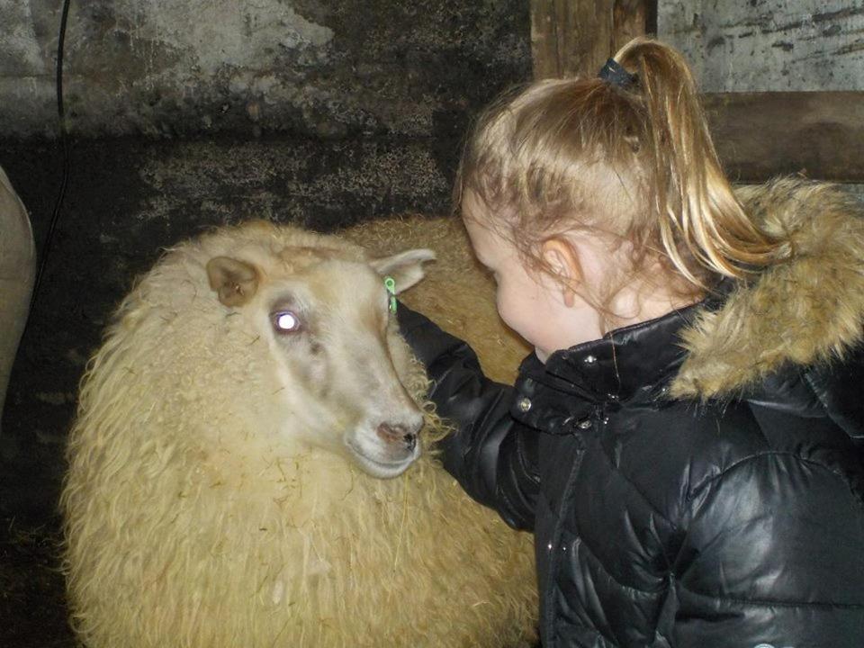 Rauðuskriður farm Holmabaeir Exteriör bild